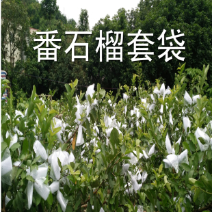 套果袋芭乐番石榴袋专用套袋防虫套袋网套释迦套袋番石榴一体套袋