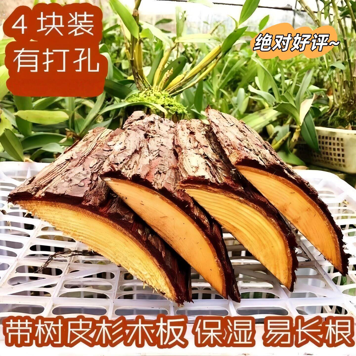 杉木板石斛种植板蝴蝶兰鹿角蕨附生板代替蛇木板板植石斛杉木板带