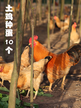 包邮10枚新鲜产种土鸡种蛋受土鸡蛋1