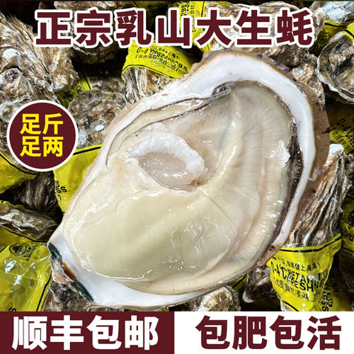 正宗乳山生蚝鲜活贝类牡蛎水产海鲜生蚝烧烤新鲜批发5斤产地发