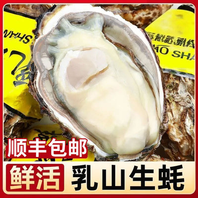 正宗乳山生蚝鲜活特大牡蛎新鲜带壳海蛎子海鲜批发5斤装顺丰包邮