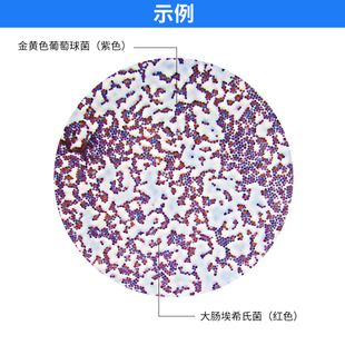 Baso贝索革兰氏快速染色液试剂盒海博龙胆紫显微镜用细菌阴性染料