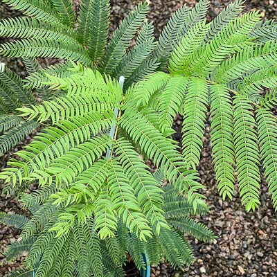 密叶猴耳环网红观叶绿植常绿小乔木室内耐阴耐热含羞小豆树盆栽苗