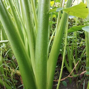 10年老店产地沼泽过滤贴吧水培根系发达天然绿芋挺水植物紫芋水芋