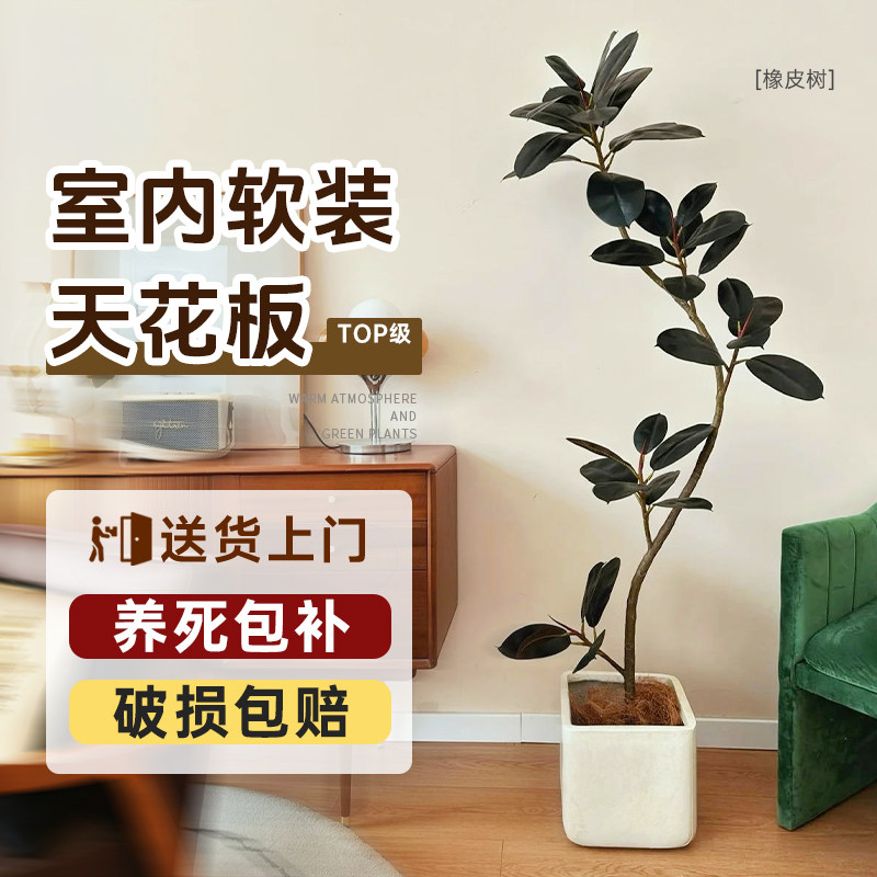 黑金刚橡皮树客厅大盆栽造型室内大型绿植高级感落地四季阳台植物
