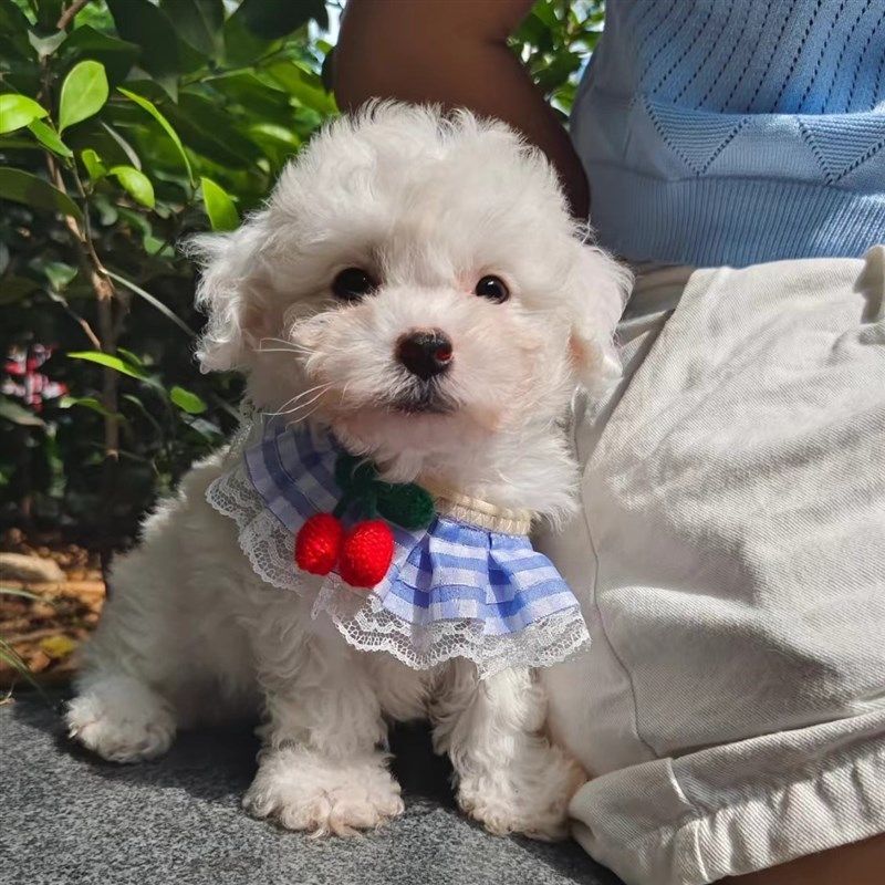 小狗狗牵引绳外出专用胸背带小型犬博美泰迪比熊网红狗链子遛狗绳,宠物/宠物食品及用品,狗牵引绳,淘宝优惠券,粉丝福利购,淘宝优惠卷