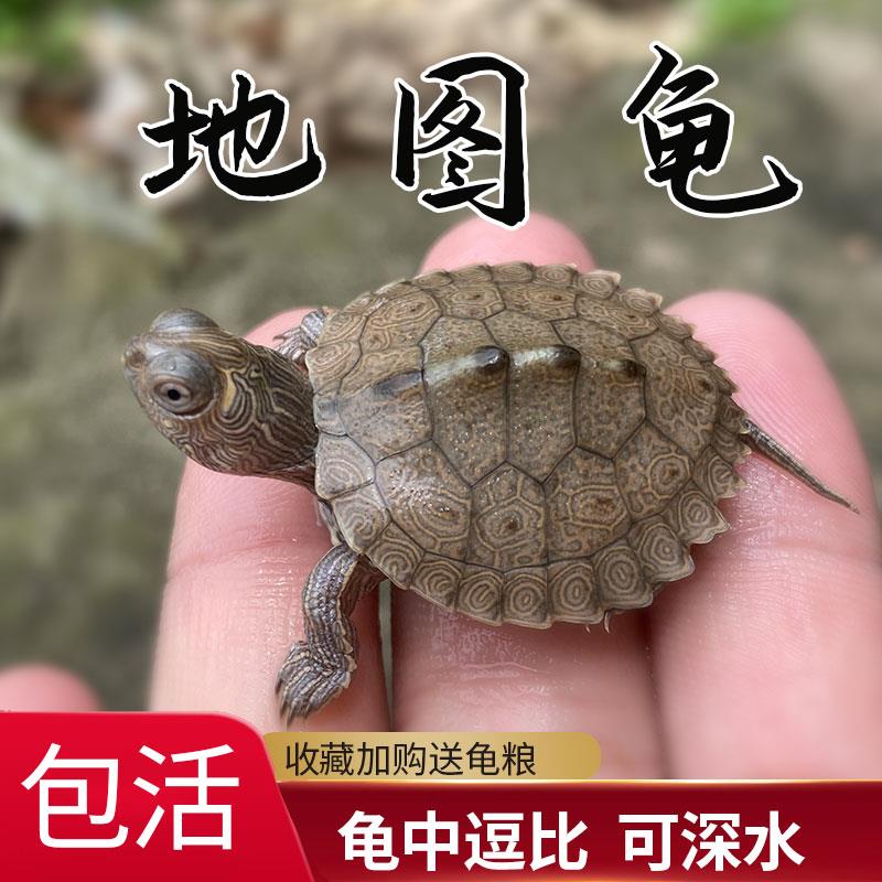 密西西比地图深水龟适合家养的小乌龟活物观赏外塘活体认主宠物龟