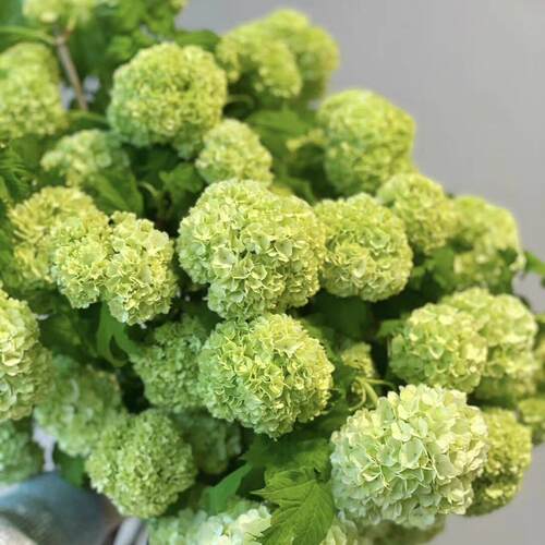 欧洲木绣球大花斗球树苗耐寒耐冬耐冻花期超长庭院观赏