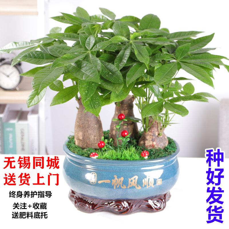 无锡发财树盆栽室内净化空气植物开业送礼前台办公桌面招财树盆景