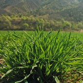 2023优质烘干提摩西草段南提全叶南提豚鼠兔子草粮食兔子豚鼠粮食