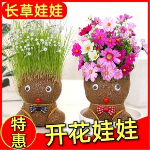 草头娃娃头上长草人小盆栽种植浇水长头发儿童种草幼儿园网红开花