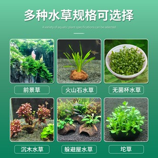 开花水草蜈蚣草水榕懒人水草植物鱼缸水草造景底砂阴性火山石水草
