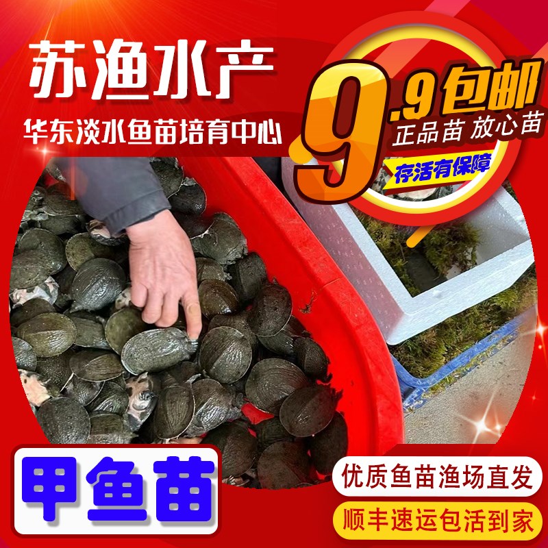 本地甲鱼苗大规格外塘养殖乌鳖团鱼苗小甲鱼中华鳖苗淡水池塘包活图片