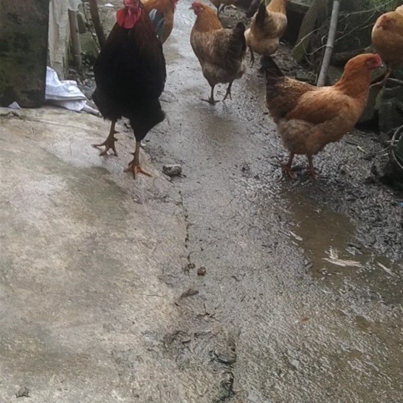 农家土鸡蛋五黑一绿乌鸡蛋草鸡蛋乌鸡蛋40枚,农机/农具/农膜,农用薄膜,淘宝优惠券,粉丝福利购,淘宝优惠卷