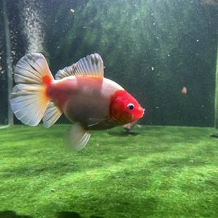 布里斯托金鱼英国草金淡水鱼冷水草种鱼水族宠物观赏鱼