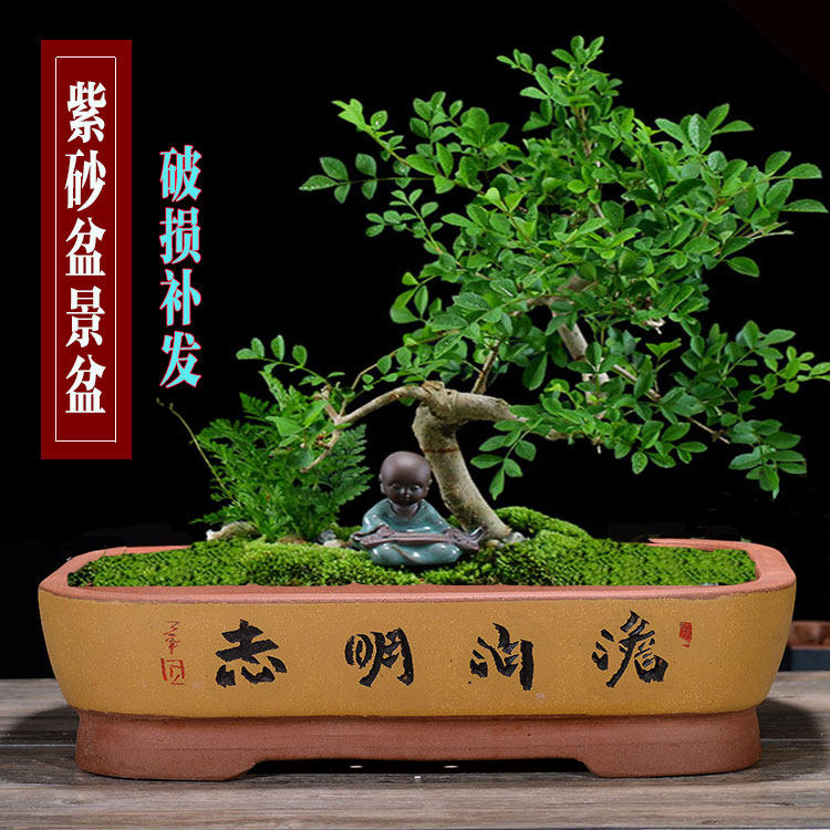 特大紫砂长方形花盆有孔还魂草榕树盆景盆无孔上水石莲花养鱼