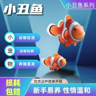 公子小丑鱼海水鱼尼莫人工新手好养海缸生物奥黑雪印毕加索熊猫