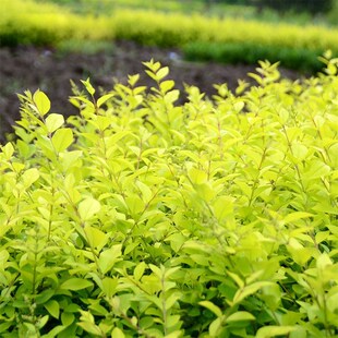 金叶女贞树苗绿篱绿化庭院小区苗木树苗四季常青绿化彩色女贞小苗