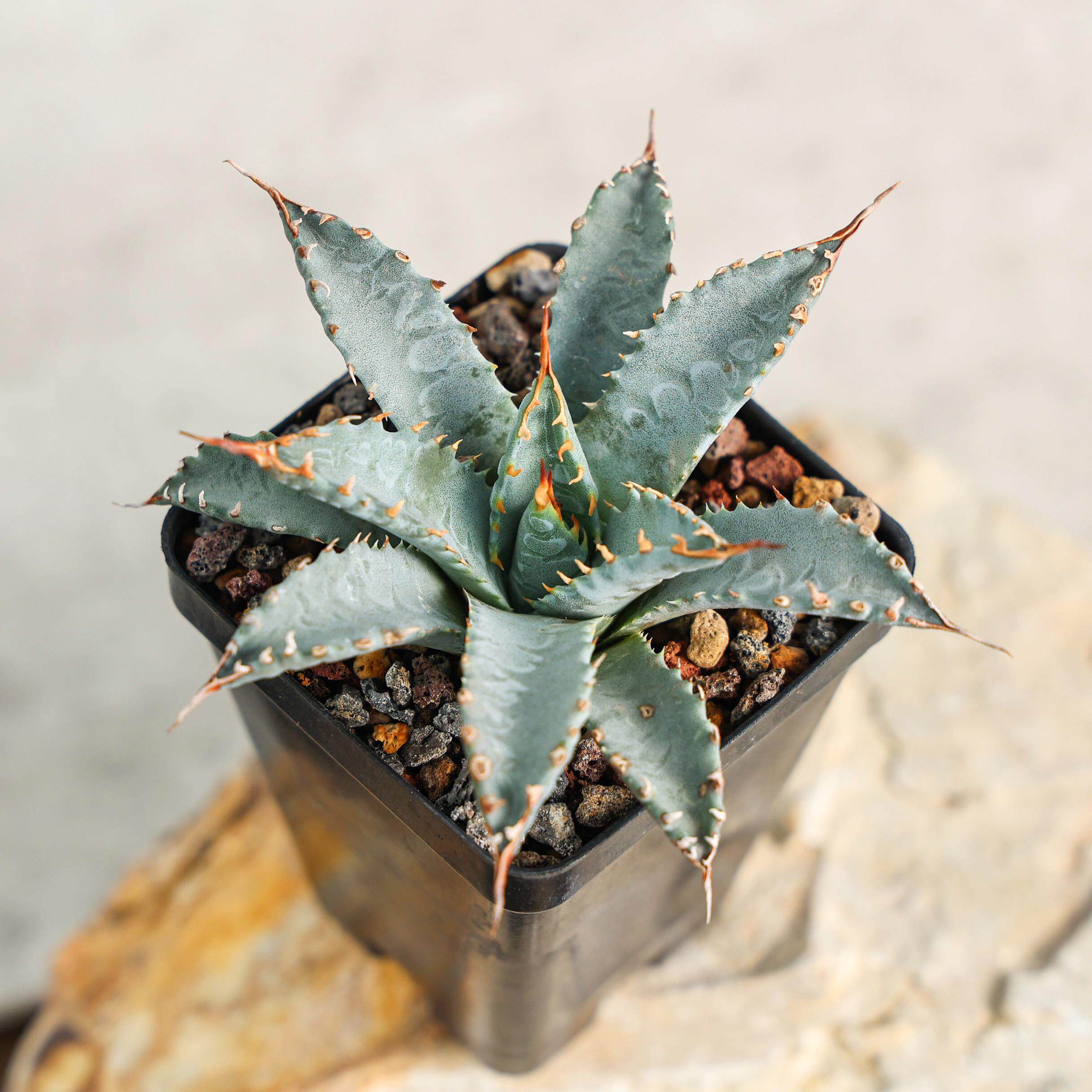 【朴原】曲刺妖炎龙舌兰 Agave utahensis 珍奇阳台窗台多肉盆栽