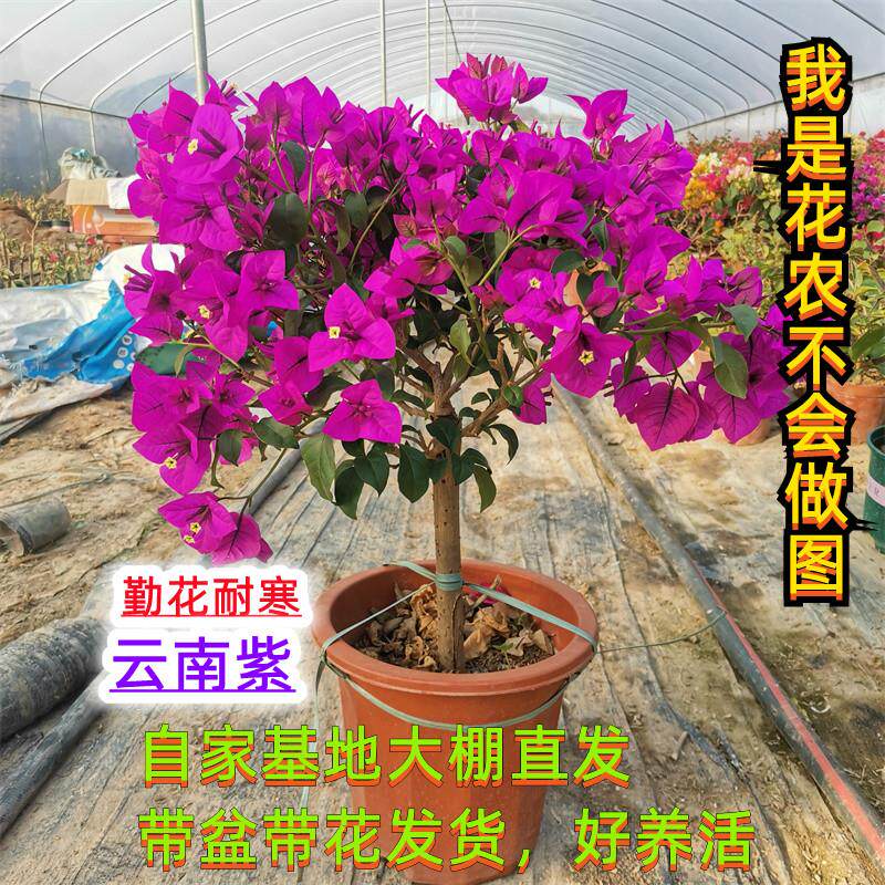 云南紫三角梅花卉安格斯耐寒四季开 花庭院阳台爬藤盆栽老桩原盆
