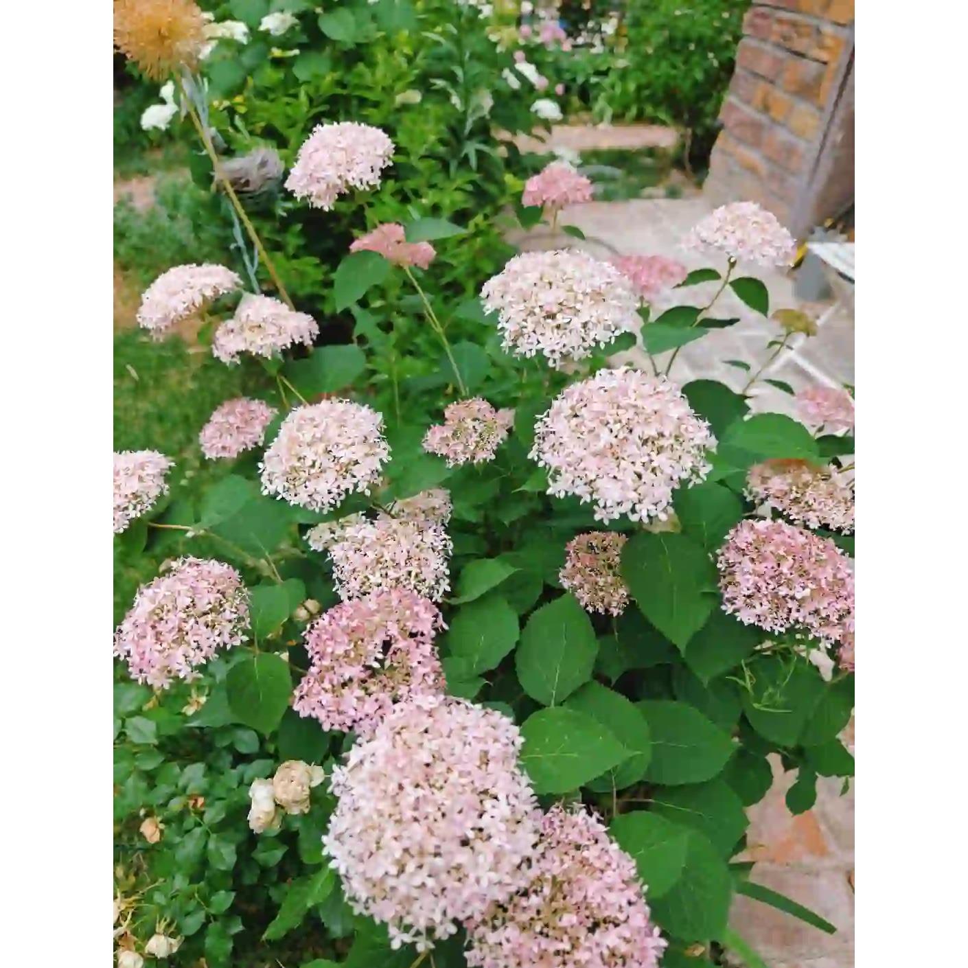 超级无敌贝拉安娜(粉)绣球花苗盆栽阳台庭院花卉植物好养活