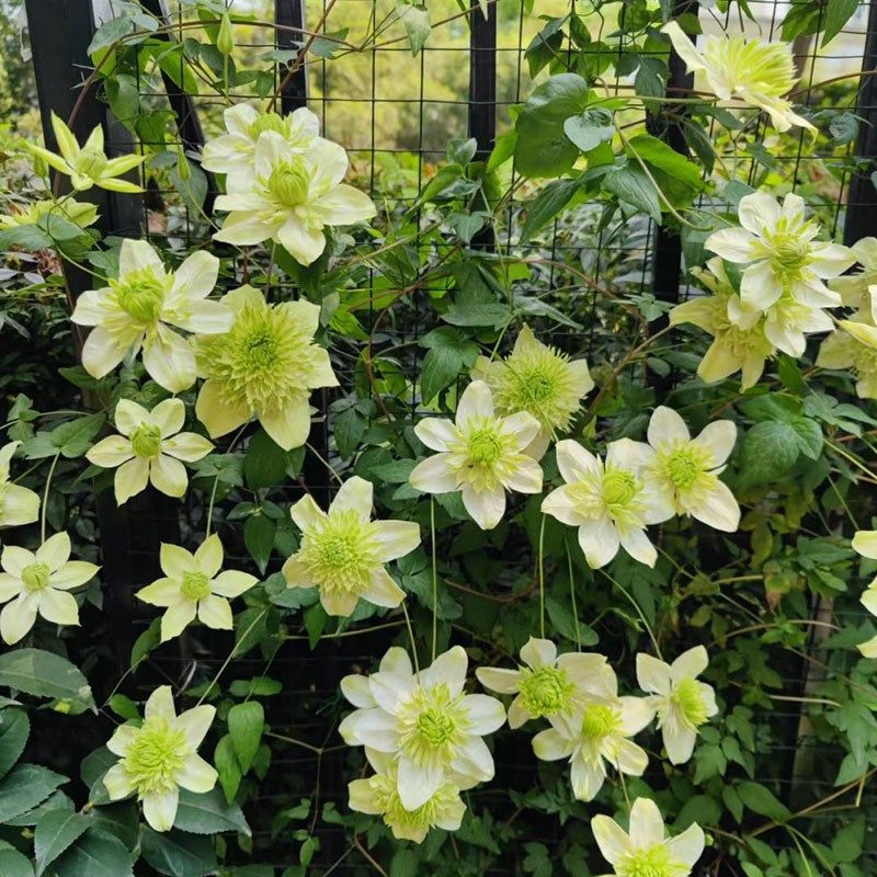 薄荷铁线莲花苗盆栽爬藤藤本皇后重瓣大花丰花多季攀援花卉绿植物,鲜花速递/花卉仿真/绿植园艺,绣球/木绣球/木本植物,淘宝优惠券,粉丝福利购,淘宝优惠卷