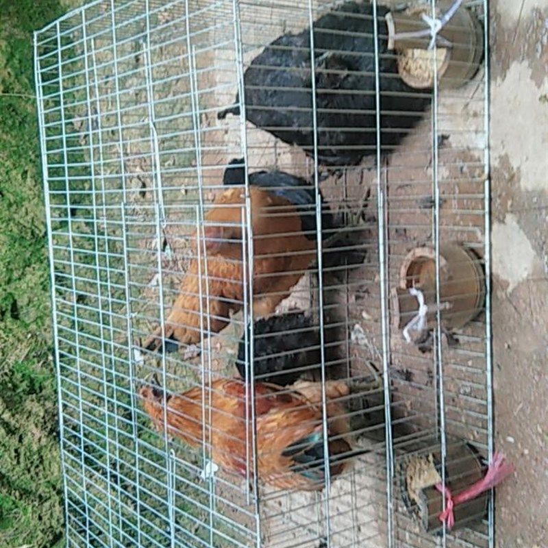 大号镀锌加密加粗铁丝笼兔子笼鸡笼鸟笼鸽子笼宠物笼养殖笼运输笼,宠物/宠物食品及用品,宠物鸡/鸭/鸽笼,淘宝优惠券,粉丝福利购,淘宝优惠卷