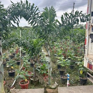 狐尾椰子树热带雨淋大型绿植庭院室外暴晒植物四季常青盆栽棕榈树