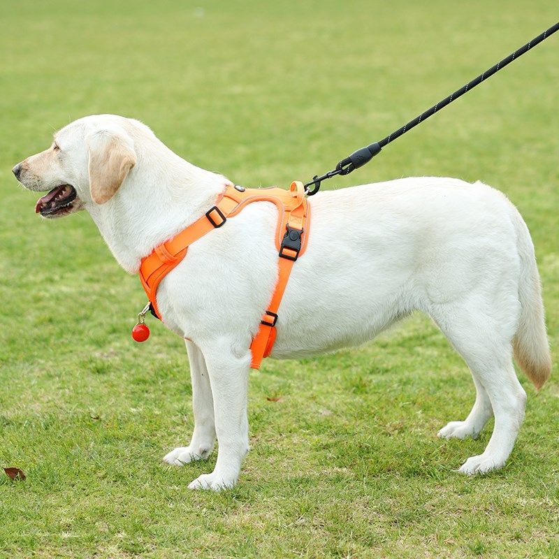 狗狗牵引绳中大型犬拉布拉多金毛柴犬宠物外出胸背带遛狗绳遛狗链,宠物/宠物食品及用品,狗牵引绳,淘宝优惠券,粉丝福利购,淘宝优惠卷