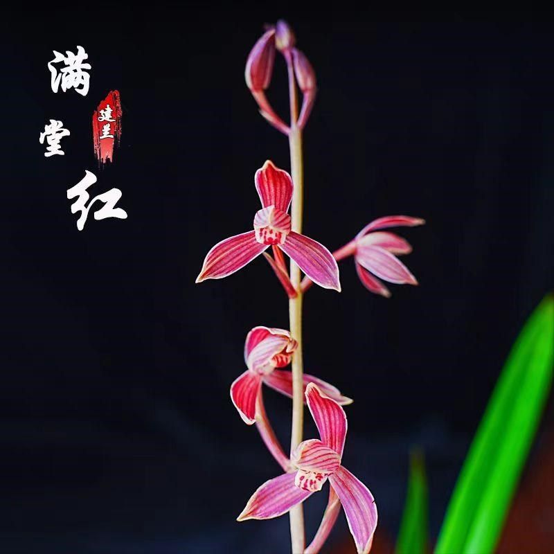 浓香兰花苗建兰满堂红胭脂红八大红花室内客厅办公室桌面花卉绿植
