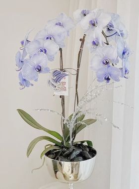 电镀银色高脚玻璃花瓶欧式家居摆件 水培插花客厅餐桌装饰品果盘