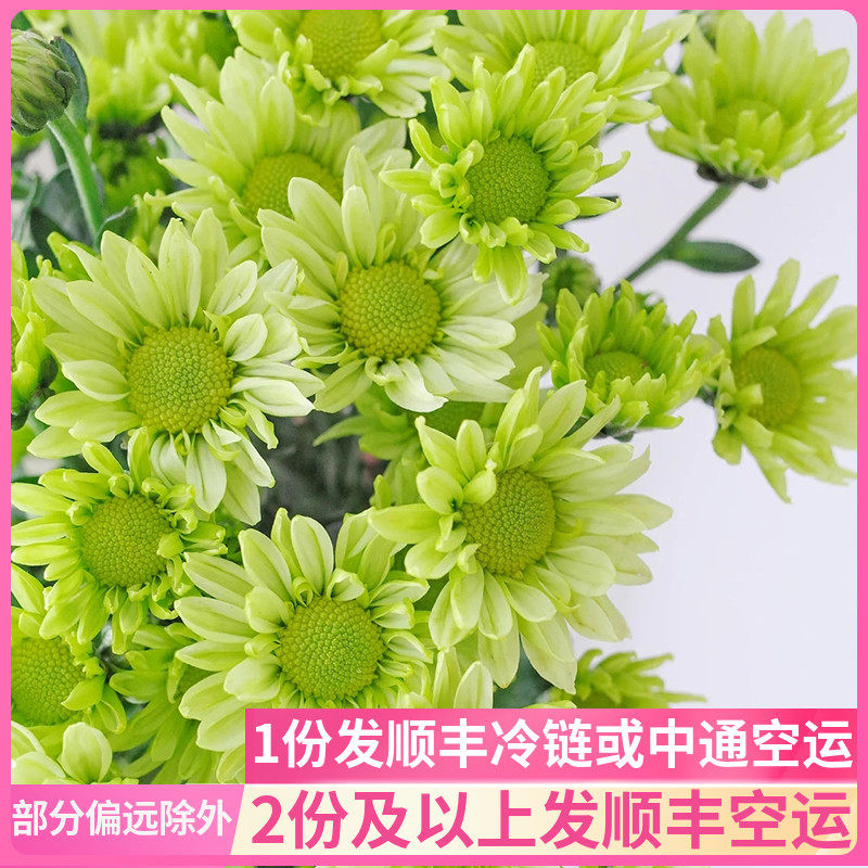 绿精灵小雏菊小皱菊邹菊云南斗南鲜花基地直发昆明花卉市场真花插