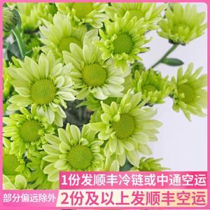 绿精灵小雏菊小皱菊邹菊云南斗南鲜花基地直发昆明花卉市场真花插