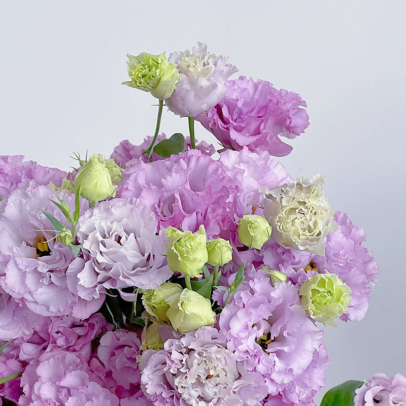 波浪浅紫色桔梗花鲜花云南直发基地昆明斗南花卉市场吉水养洋桔梗