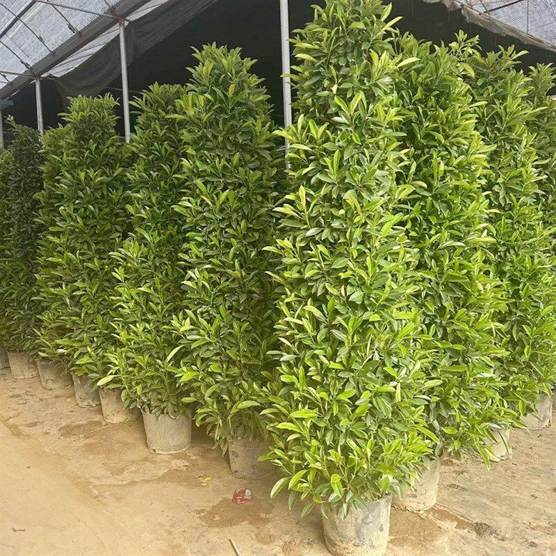 非洲茉莉树苗别墅庭院围墙植物室外大型盆栽绿植盆景四季常青灰莉