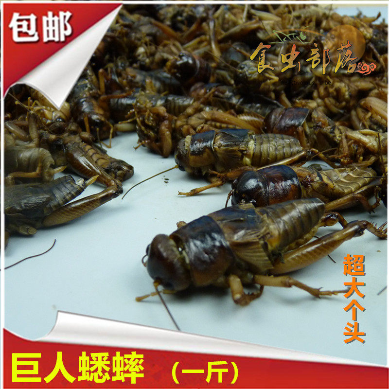 新鲜大蟋蟀巨人蛐蛐超大个头去内脏精品蛐蛐油炸烧烤虫子食材土蛰