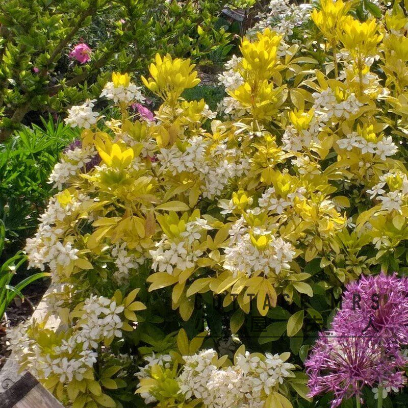 墨西哥橙花  芳香植物 清香盆栽灌木花园阳台庭院易养护植物