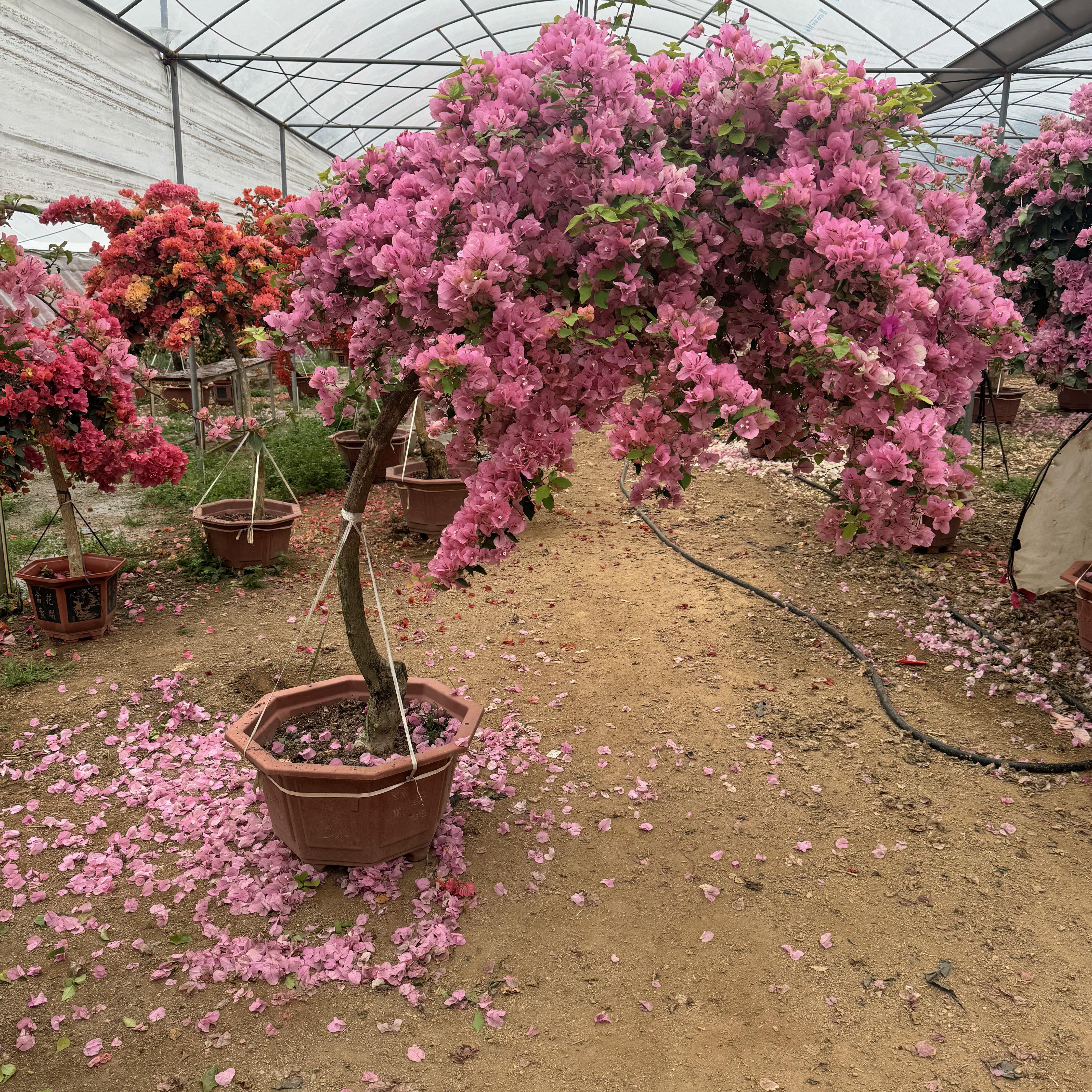 三角梅老桩爆花勤花四季开花懒人植物一物一拍链接