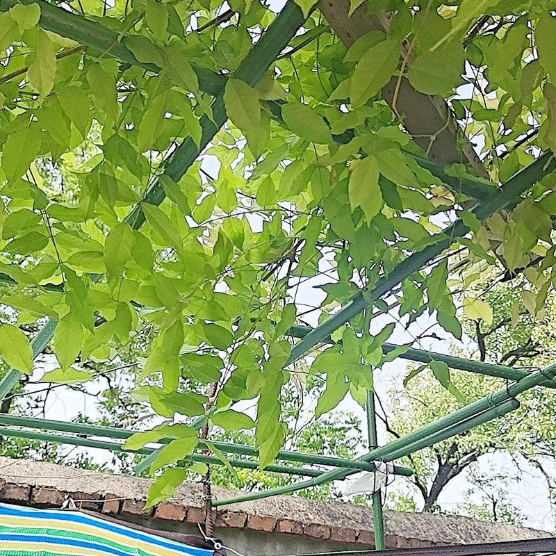 葡萄爬藤架铁艺包塑 铁架庭院植物支撑架子 户外楼顶用加强版爬藤