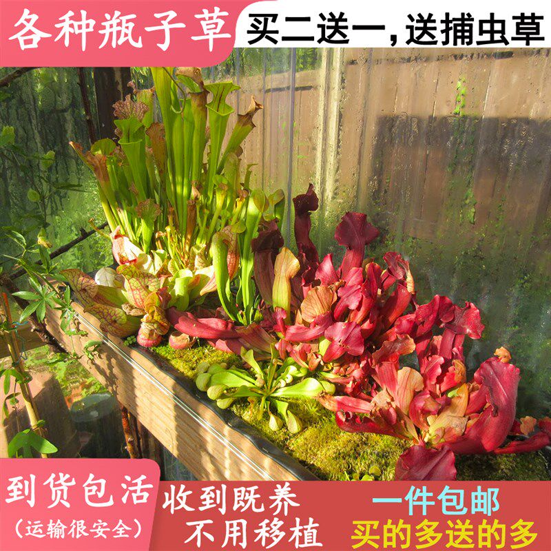 瓶子草大全【食虫植物捕蝇草茅膏菜食人花食虫草捕蚊子包邮盆栽】