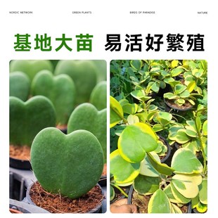 心叶球兰盆栽心叶球兰锦多肉小盆栽办公室绿植桌面小盆栽爬藤植物