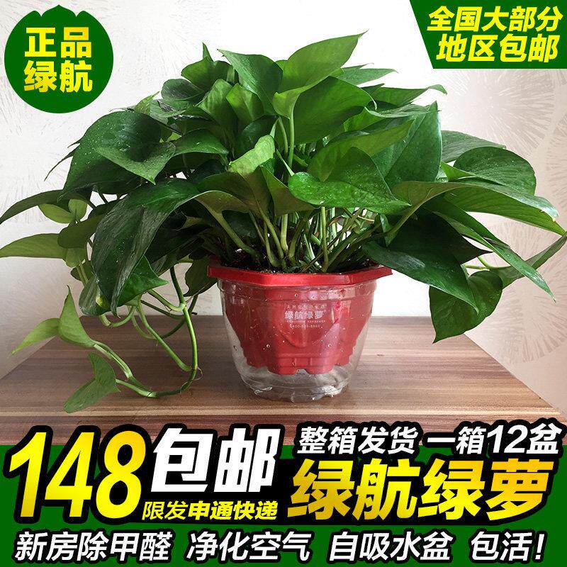 大盆绿航绿萝大叶长藤自吸水盆水培绿箩室内盆栽植物办公室好养活