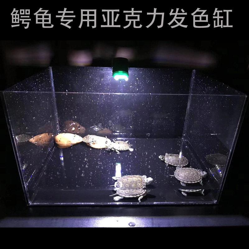 佛鳄龟亚克力发色缸窄桥墨蛋龟苗黑白发色盒裸缸家用乌龟饲养箱子