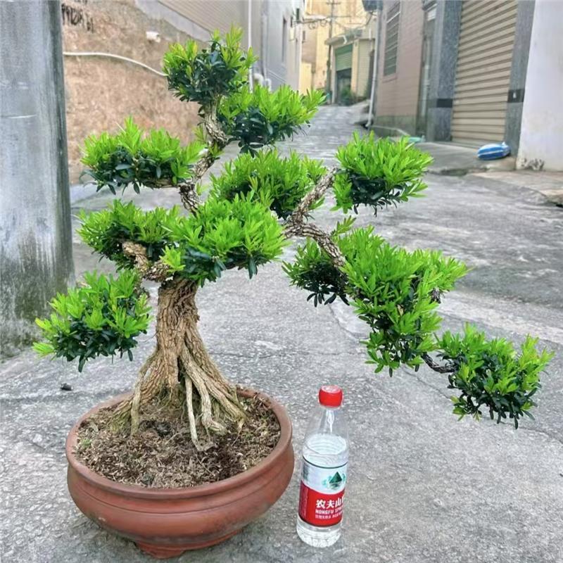 黄杨树苗雀舌皱皮小叶精品四季常青植物可造型盆景室内外盆栽