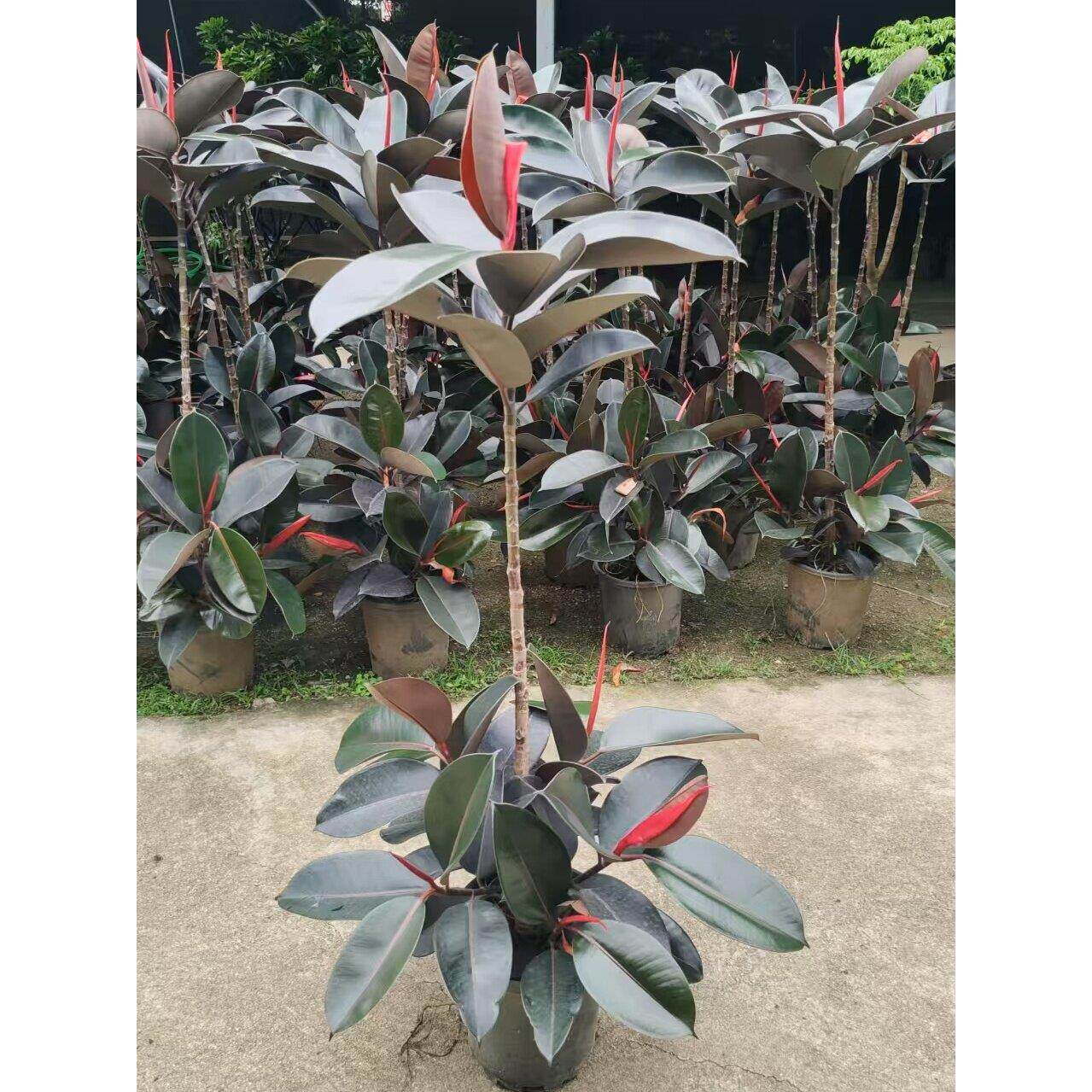 大小型植物造型黑金刚橡皮树室内外净化空气阳台办公室盆栽好养