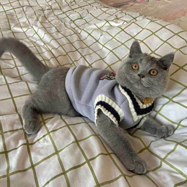 2024新款猫咪马甲宠物狗狗衣服春秋无袖背心韩版蓝猫加菲美短布偶