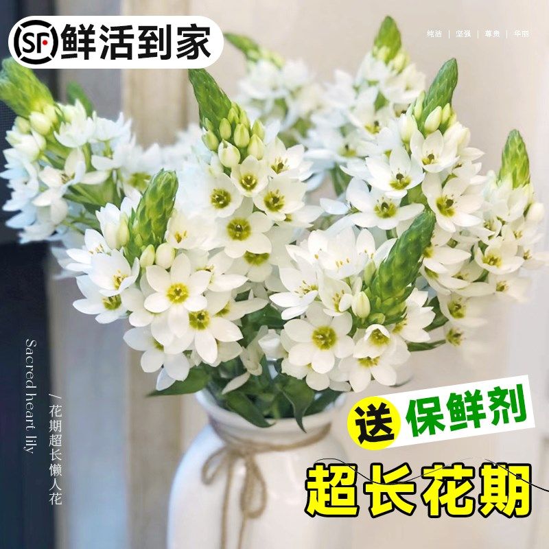 圣心百合鲜花卉水养水培雀梅虎眼云南基地直发插花束室内客厅装饰,鲜花速递/花卉仿真/绿植园艺,鲜花速递(同城),淘宝优惠券,粉丝福利购,淘宝优惠卷