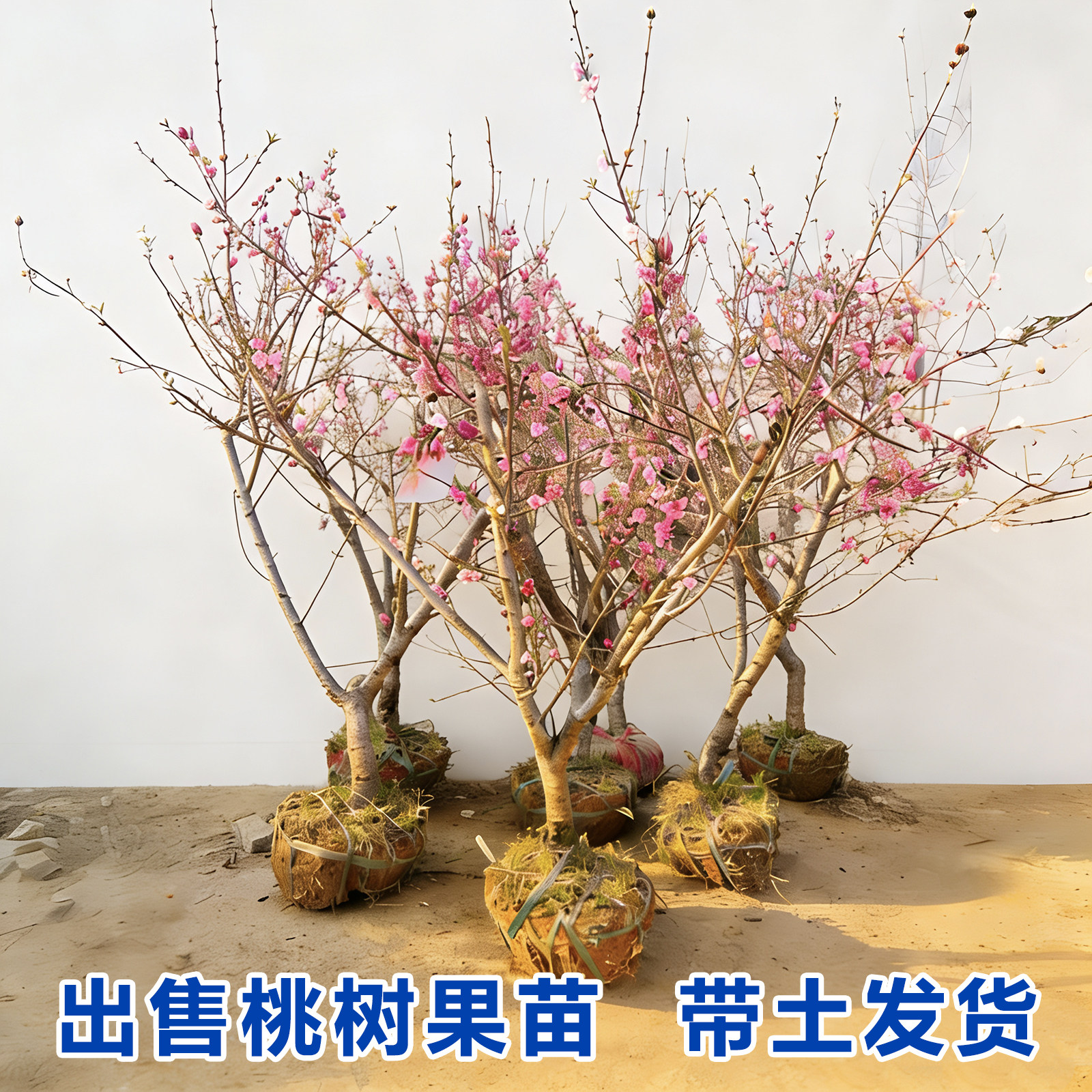 桃树果苗大黄金桃水蜜红桃嫁接苗盆栽地栽南方北方种植蟠桃油桃树