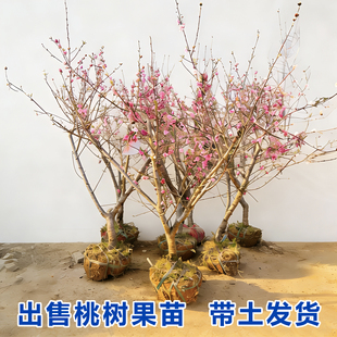 桃树果苗大黄金桃水蜜红桃嫁接苗盆栽地栽南方北方种植蟠桃油桃树