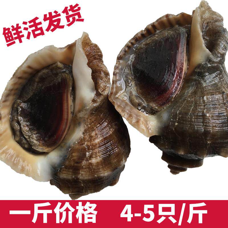 大海螺鲜活新鲜大号野生海捕香螺猫眼螺海鲜水产鲜活地笼海螺500g